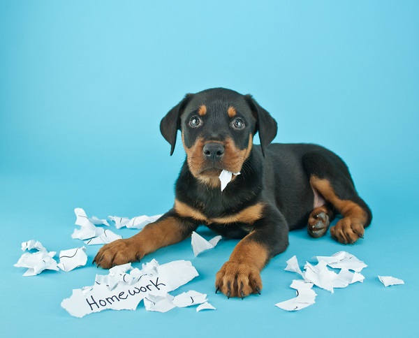 Dog Ate Homework